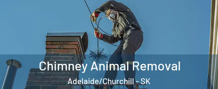 Chimney Animal Removal Adelaide/Churchill - SK