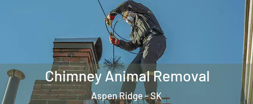 Chimney Animal Removal Aspen Ridge - SK