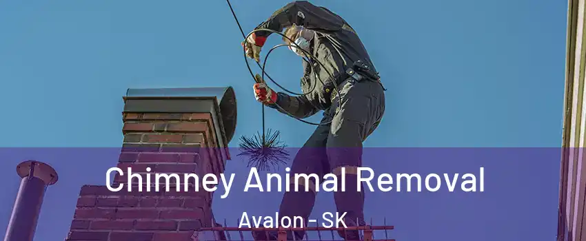 Chimney Animal Removal Avalon - SK