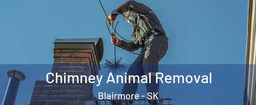 Chimney Animal Removal Blairmore - SK