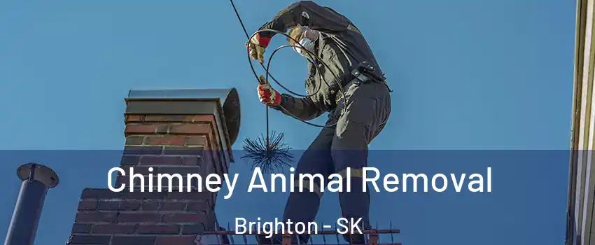 Chimney Animal Removal Brighton - SK