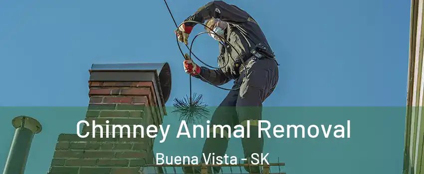 Chimney Animal Removal Buena Vista - SK