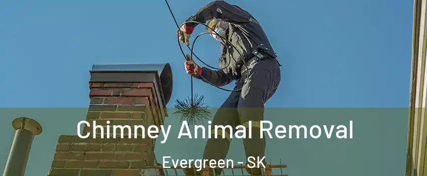 Chimney Animal Removal Evergreen - SK