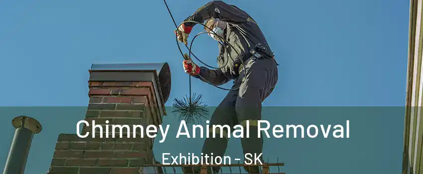 Chimney Animal Removal Exhibition - SK