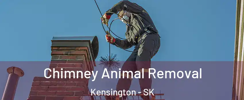 Chimney Animal Removal Kensington - SK