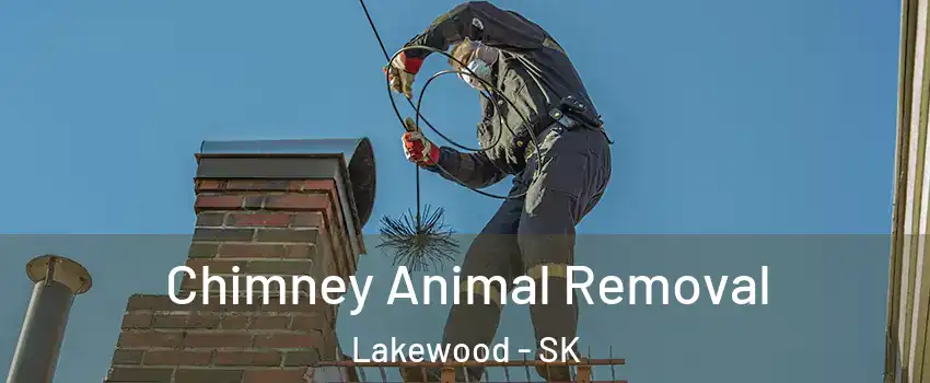 Chimney Animal Removal Lakewood - SK
