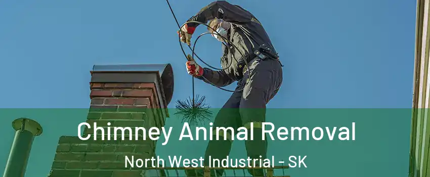 Chimney Animal Removal North West Industrial - SK