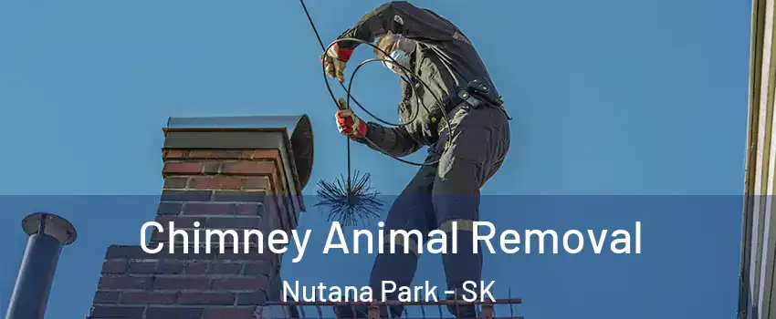 Chimney Animal Removal Nutana Park - SK