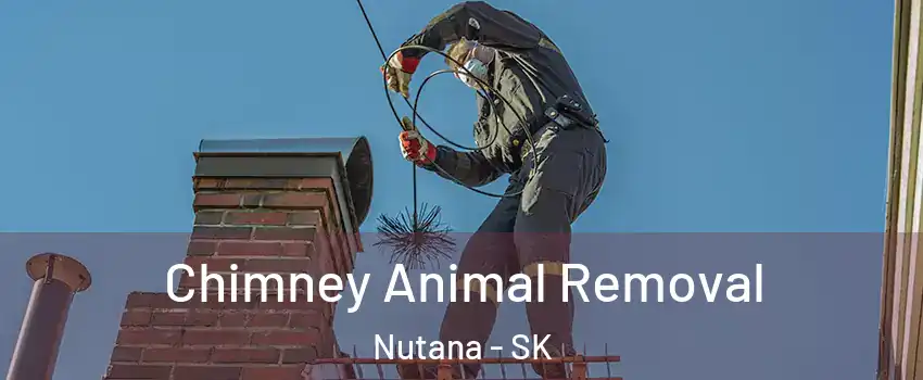 Chimney Animal Removal Nutana - SK