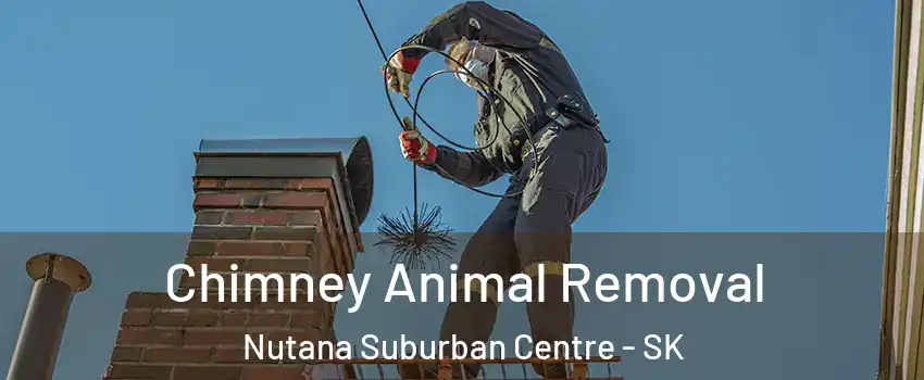 Chimney Animal Removal Nutana Suburban Centre - SK