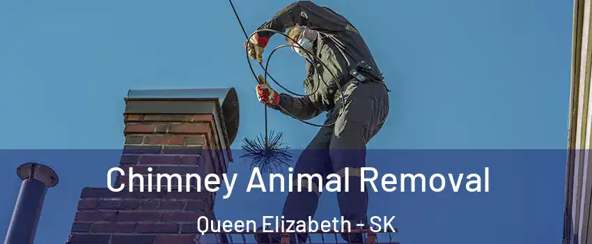 Chimney Animal Removal Queen Elizabeth - SK