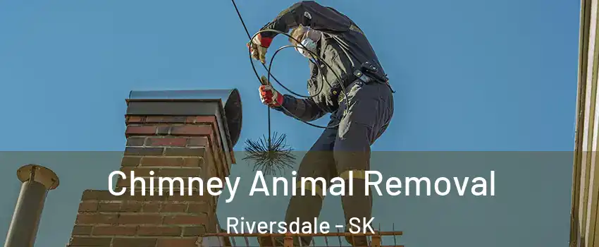 Chimney Animal Removal Riversdale - SK