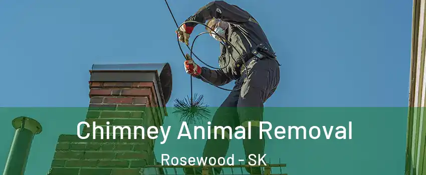 Chimney Animal Removal Rosewood - SK