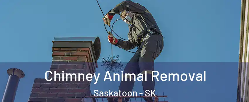 Chimney Animal Removal Saskatoon - SK