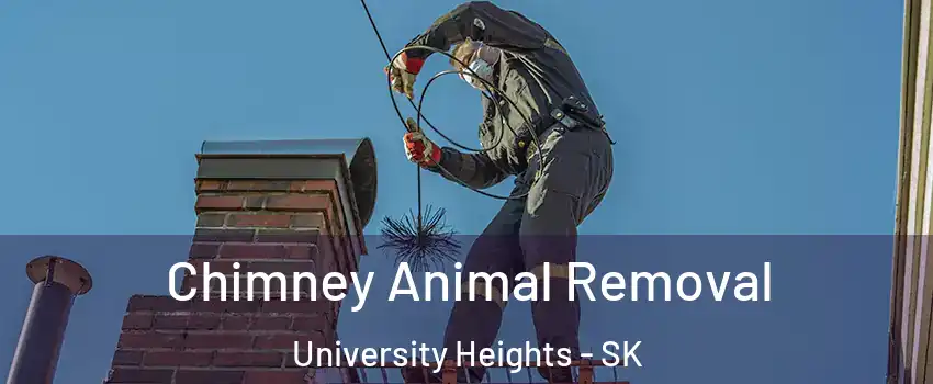 Chimney Animal Removal University Heights - SK