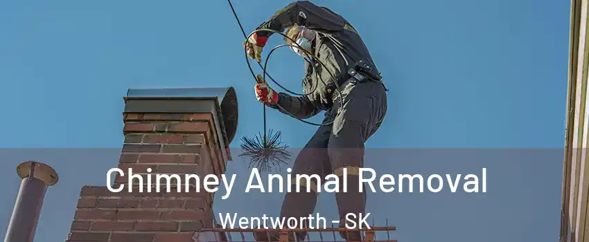 Chimney Animal Removal Wentworth - SK
