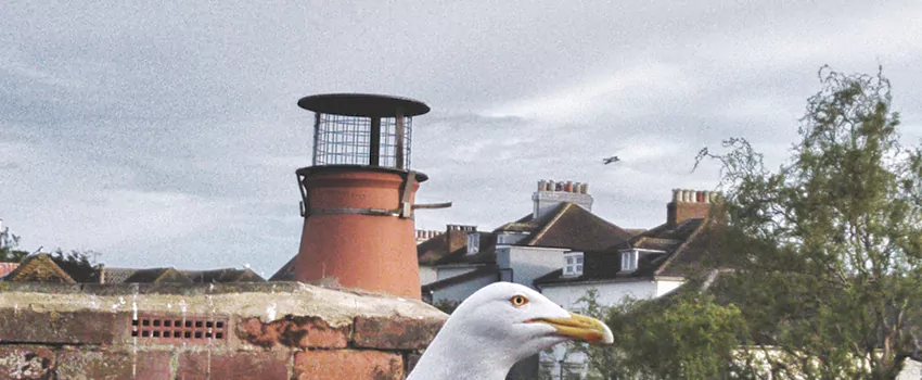 Chimney Cap Bird Guard Repair in University Heights, Saskatchewan